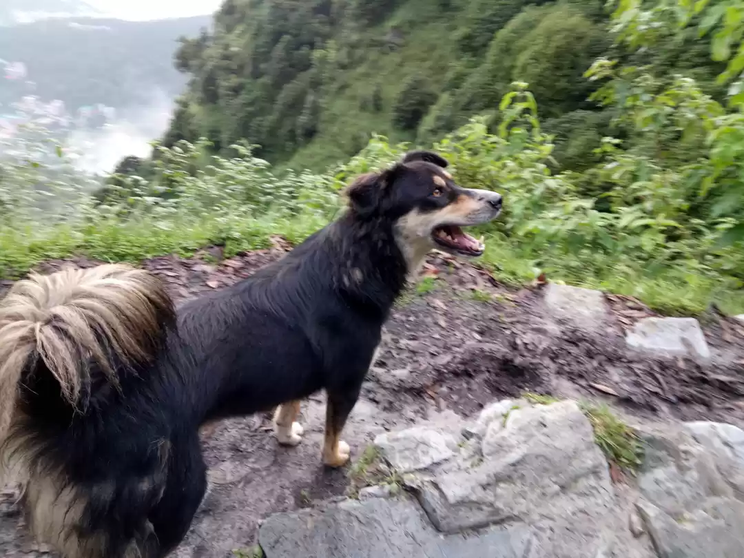 Photo of A Dog To Remember