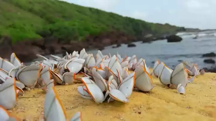 Photo of #Calangute beach????