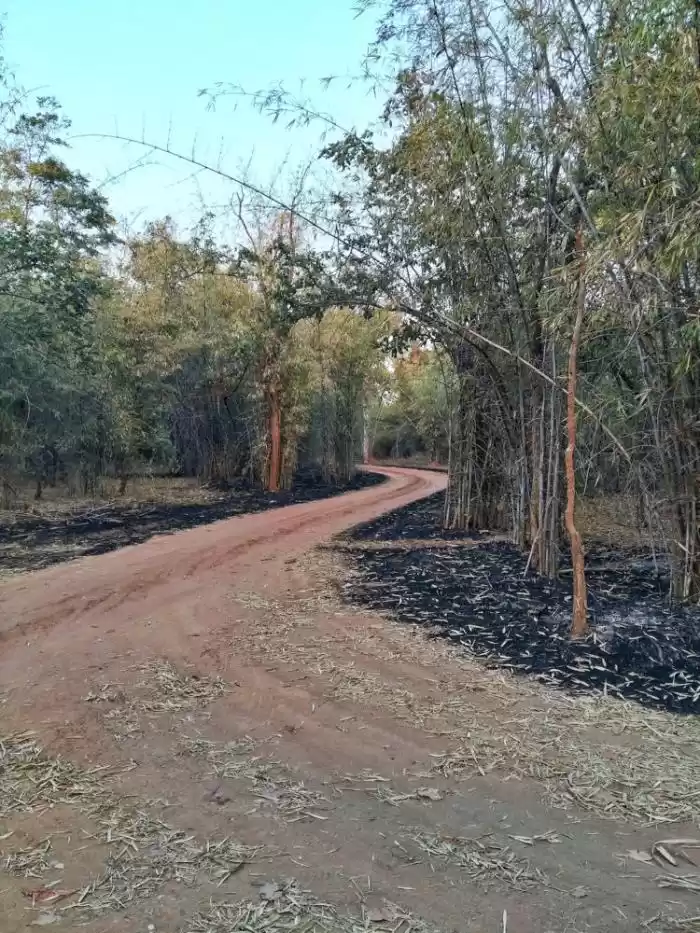 Photo of Top 8 Wildlife Safar