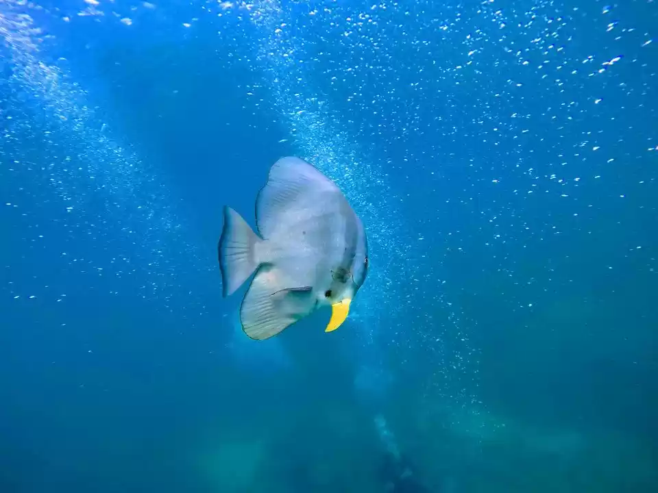 Photo of Ship Wreck Scuba Div