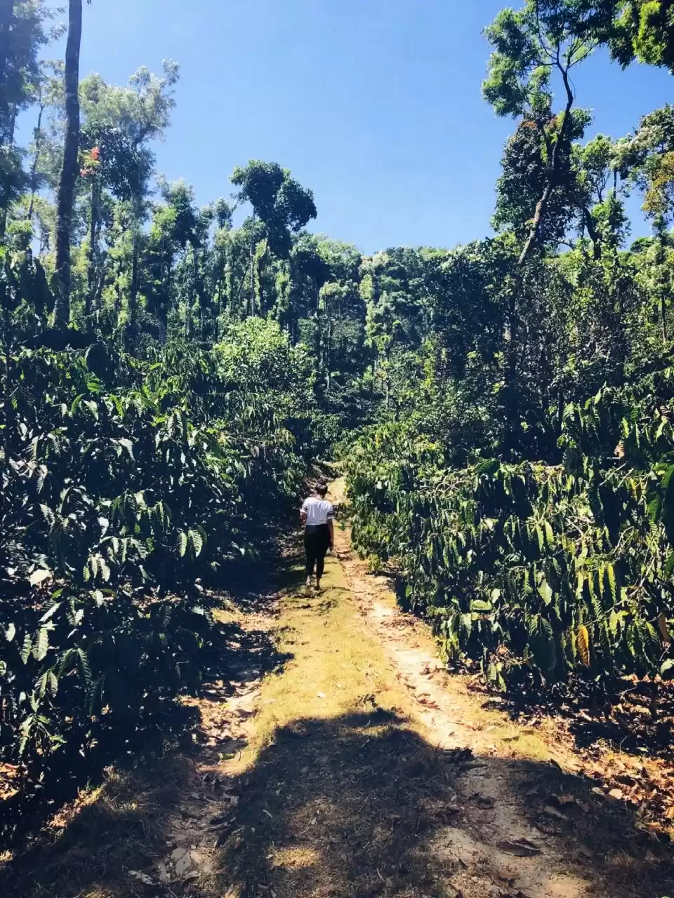 Photo of Mudigere - For that 