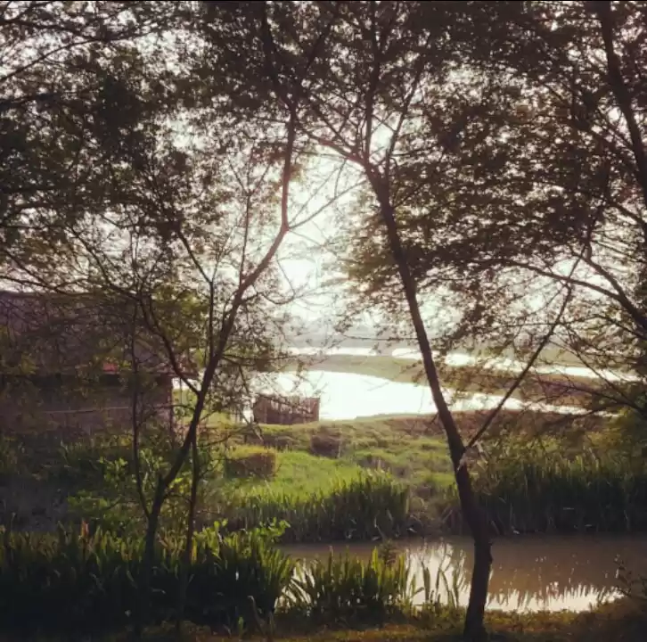 Photo of Splendid Sunderbans 
