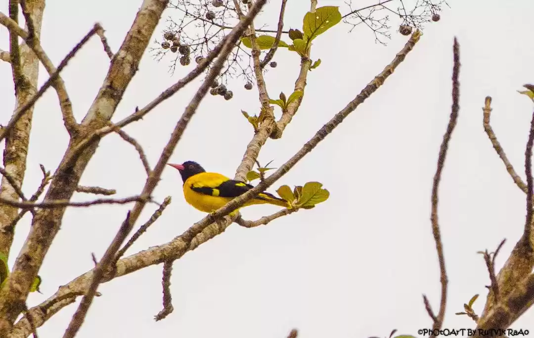 Photo of My Motorcycle Diarie