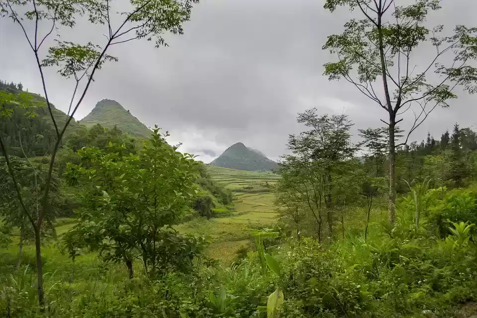 Photo of 10 Important Forest 