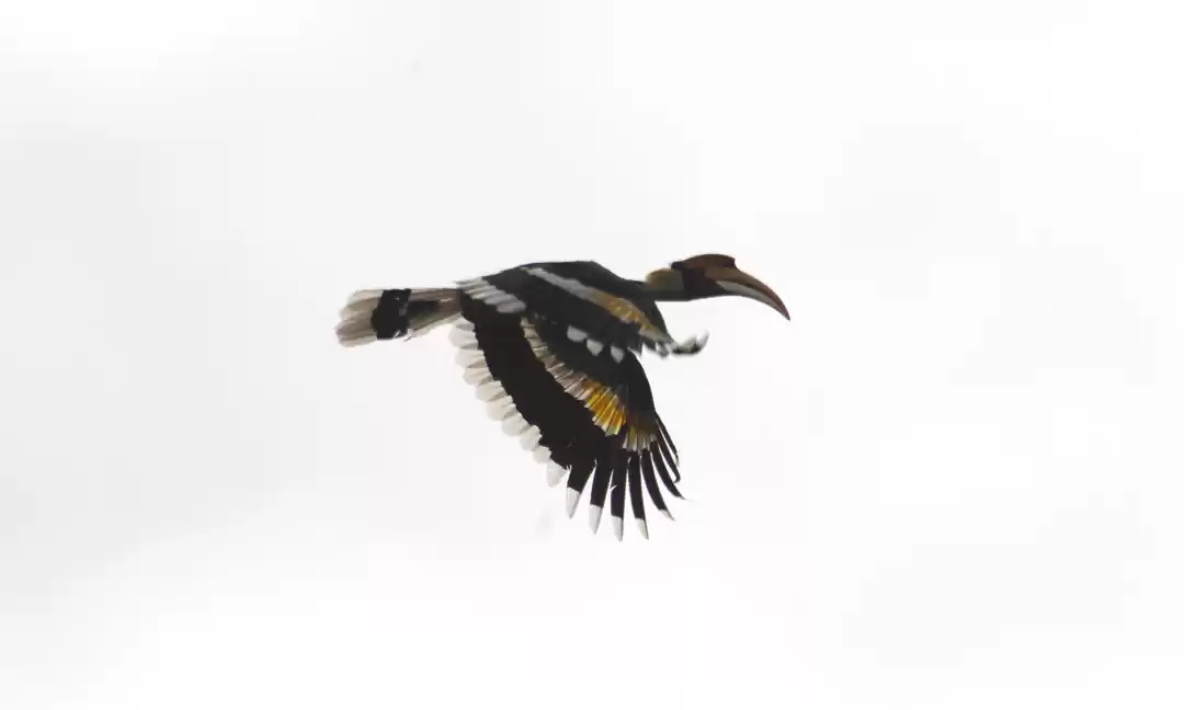 Photo of Nonaipara Tea Garden