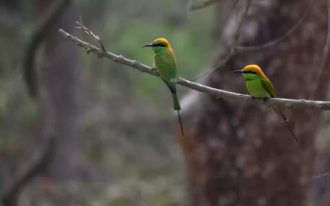 Photo of Pobitora Wildlife Sa