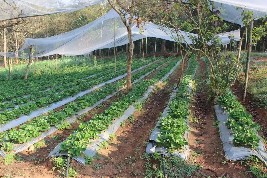 Photo of So a village can be