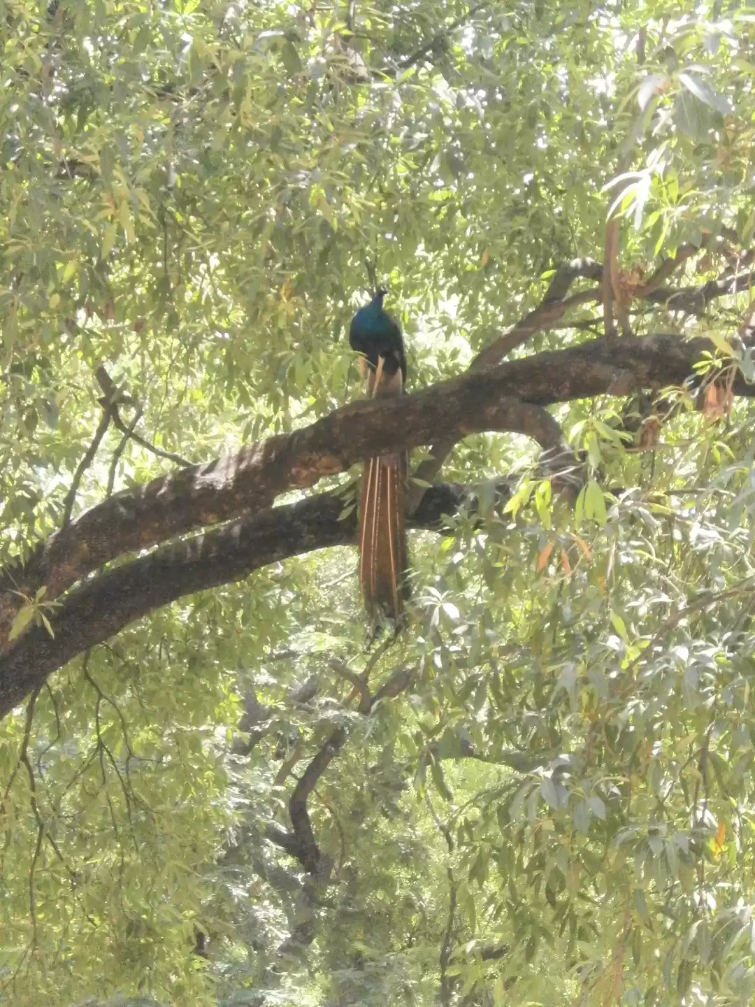 Photo of A walk to remember -