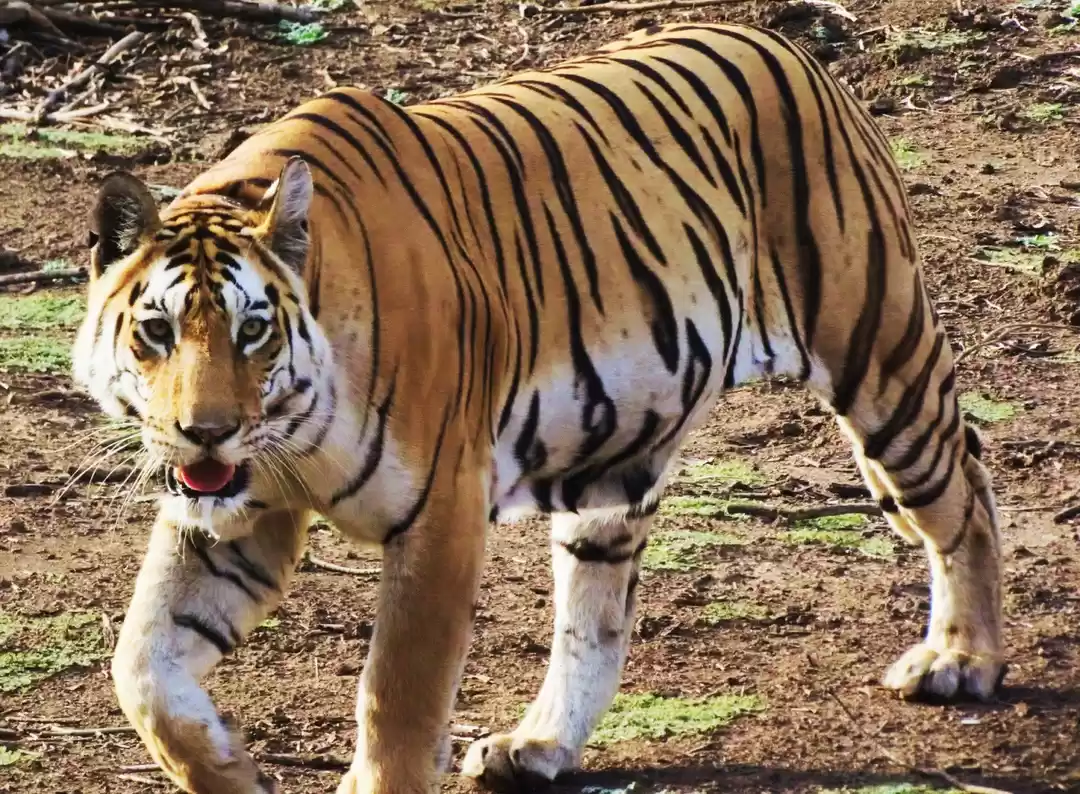 Photo of A tigress' glint at 