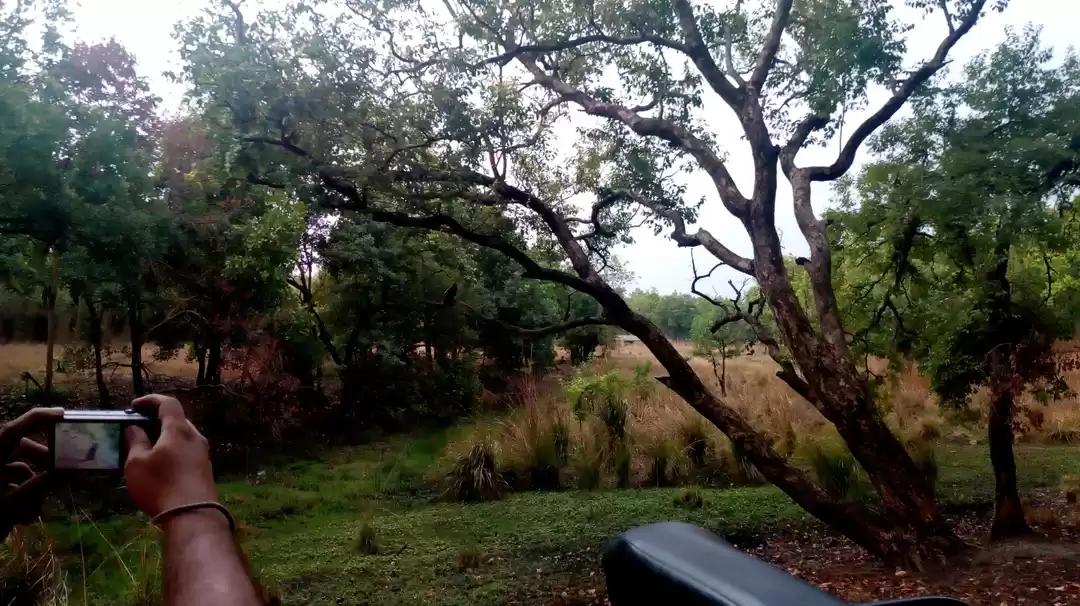 Photo of Trip to bandhavgarh 