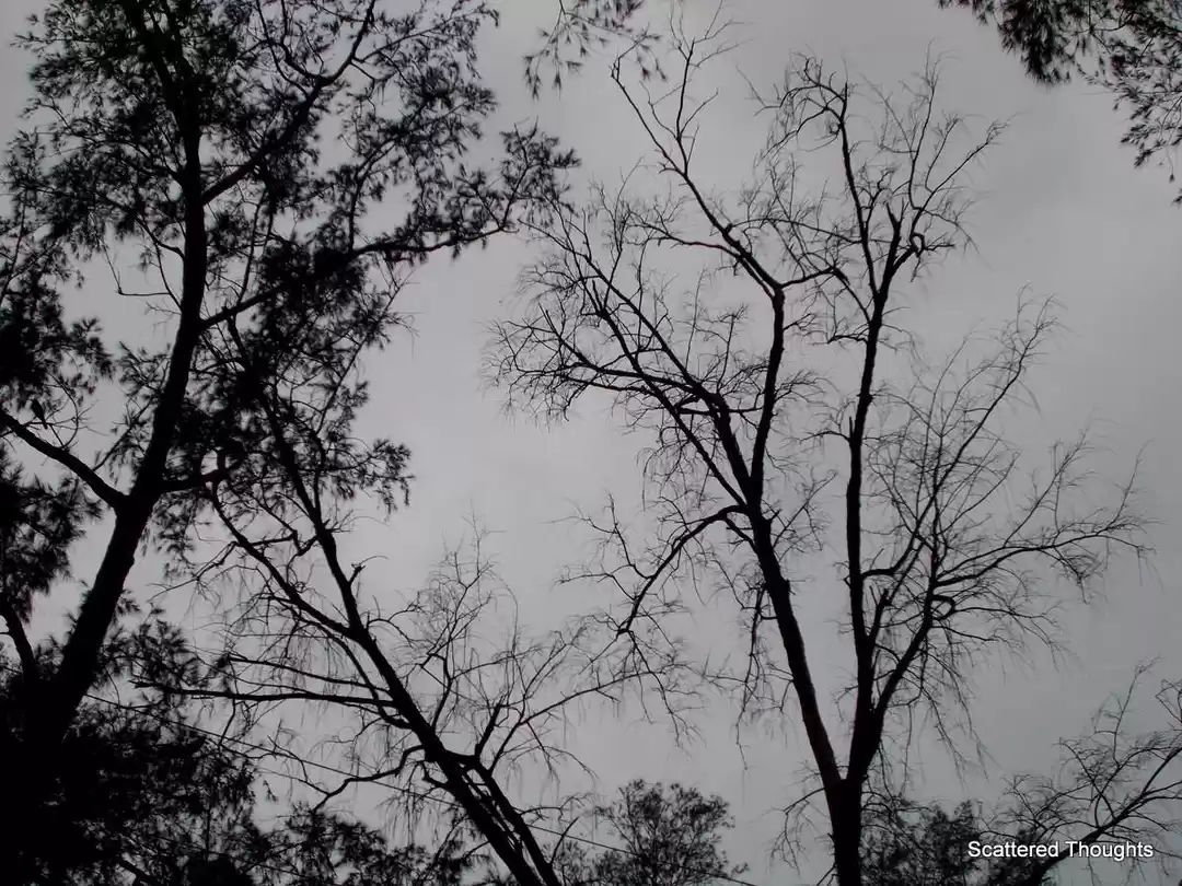 Photo of Chandipur, The Land