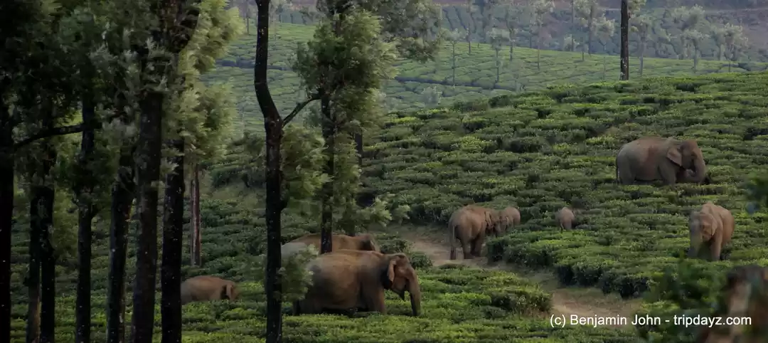 Photo of Sinna Dorai, Valpara