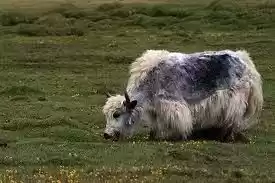 Photo of Wonders of Lahaul | 