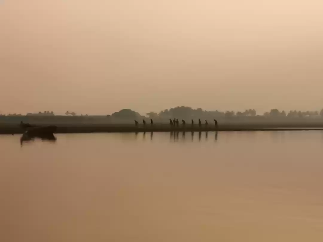 Bird Watching | South Bay Salt Ponds