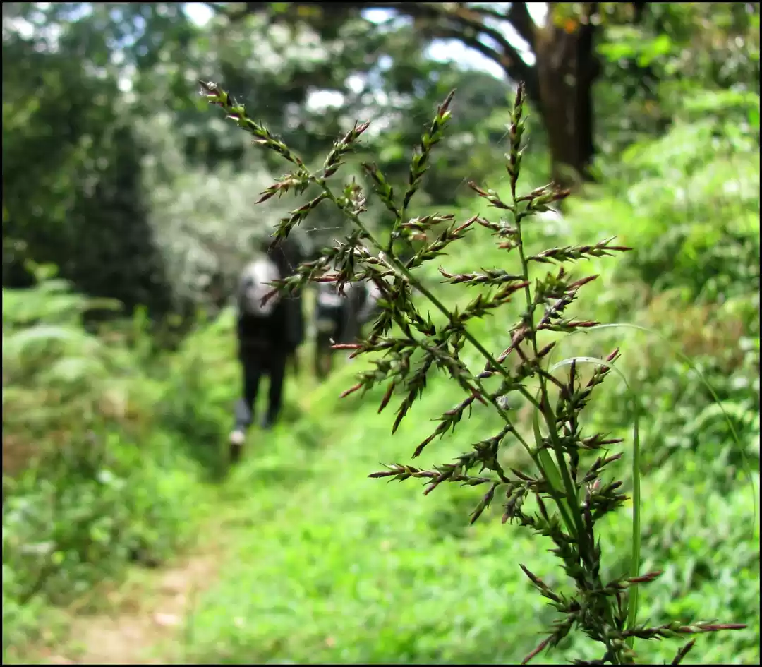 Photo of Brahmagiri trek
