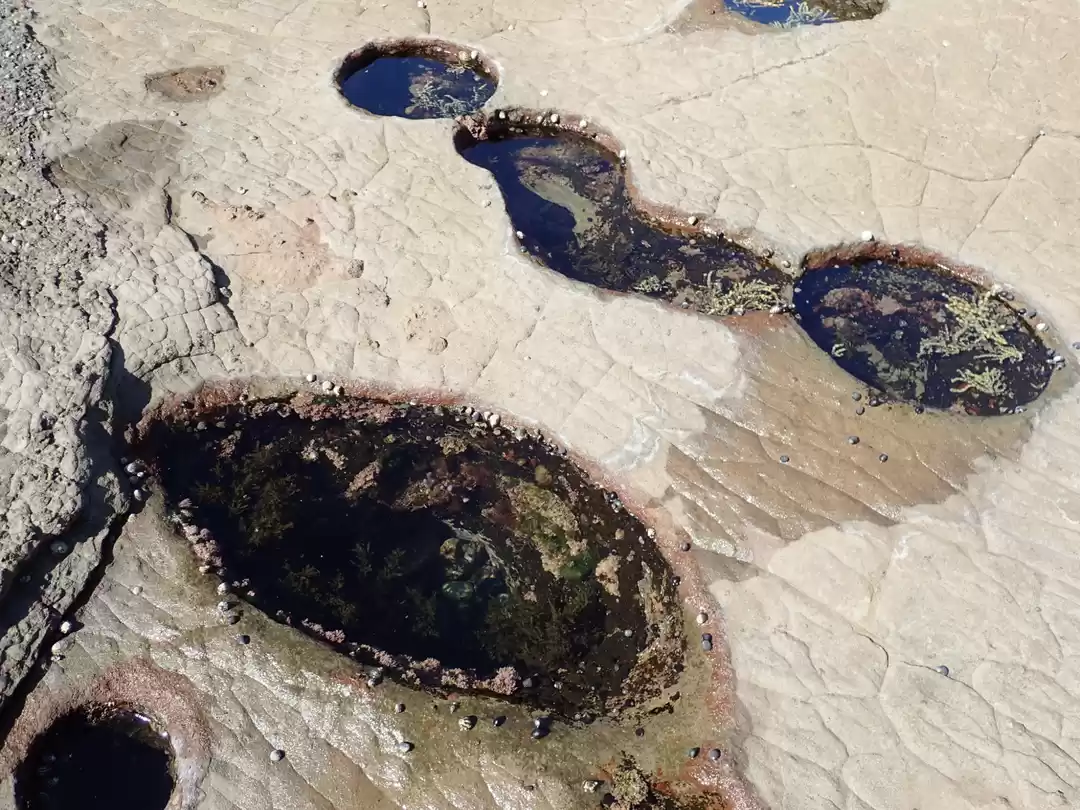 Photo of Rockpooling around W