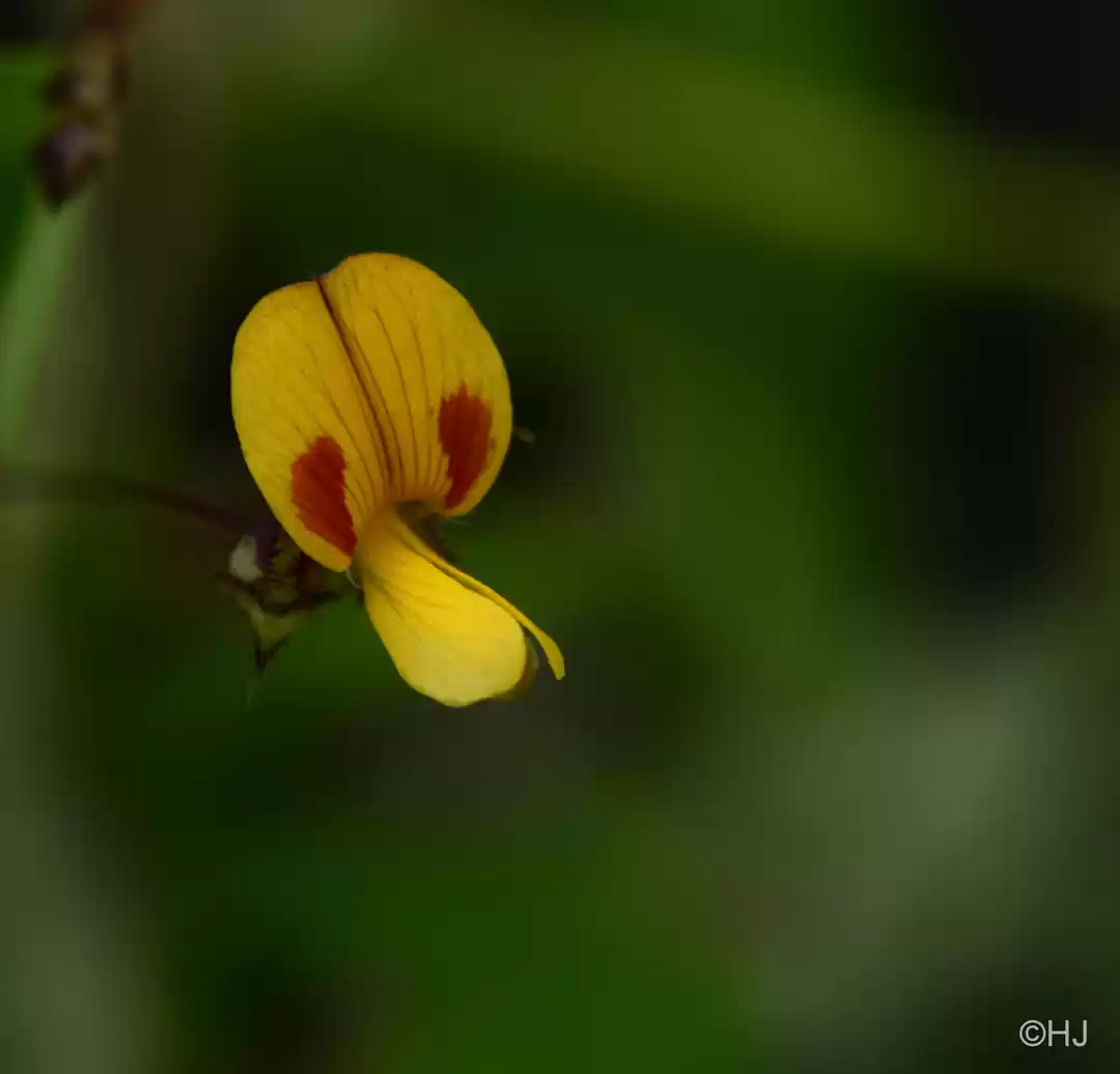 Photo of Kaas- Maharashtra Va