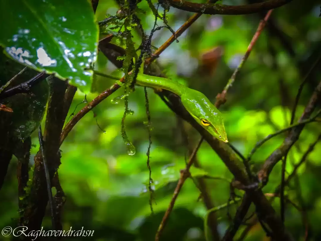 Photo of The Lush Green Agumb