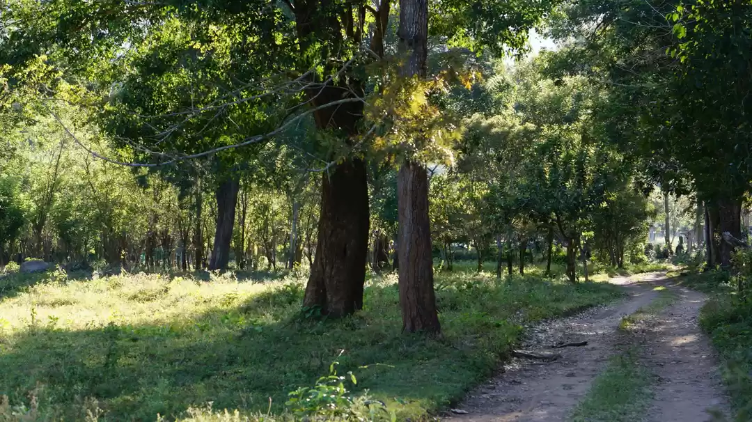 Photo of Madhumalai , a Parad