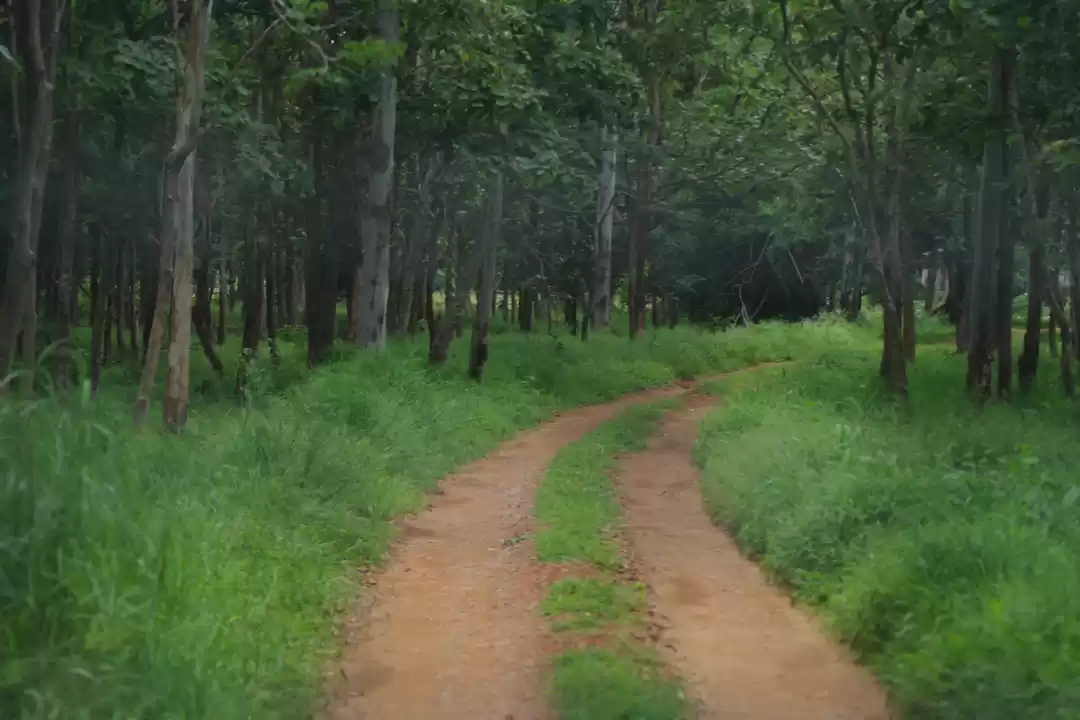 Photo of More than "just a Zo