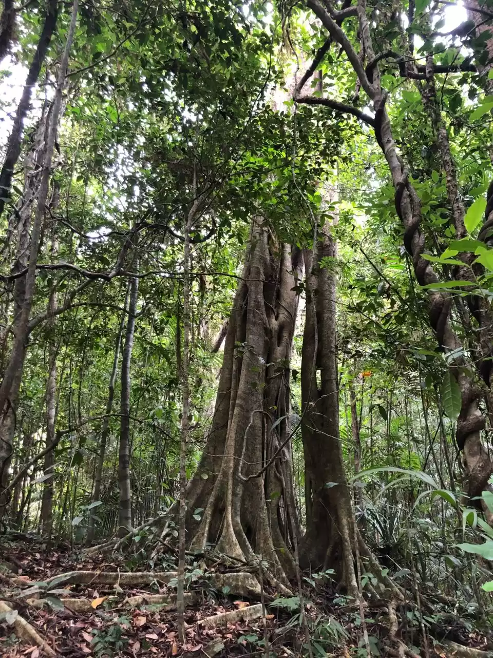 Photo of If you love forest t