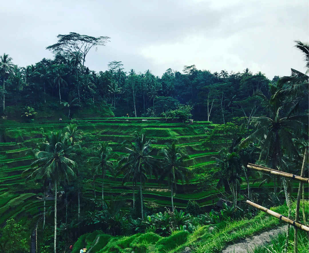 Photo of 6 unique and weird things about Bali, you probably didn’t know!