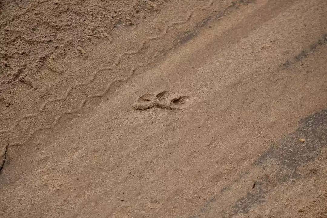 Photo of Bandhavgarh : Tiger 
