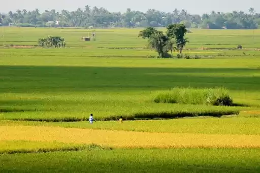 Photo of সিঙ্গি (বর্ধমান)