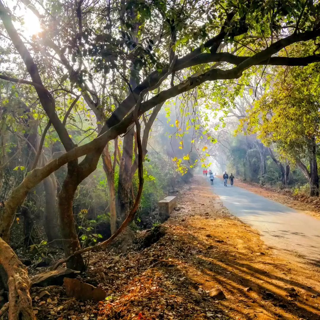 Photo of Into The Wilds in Mu