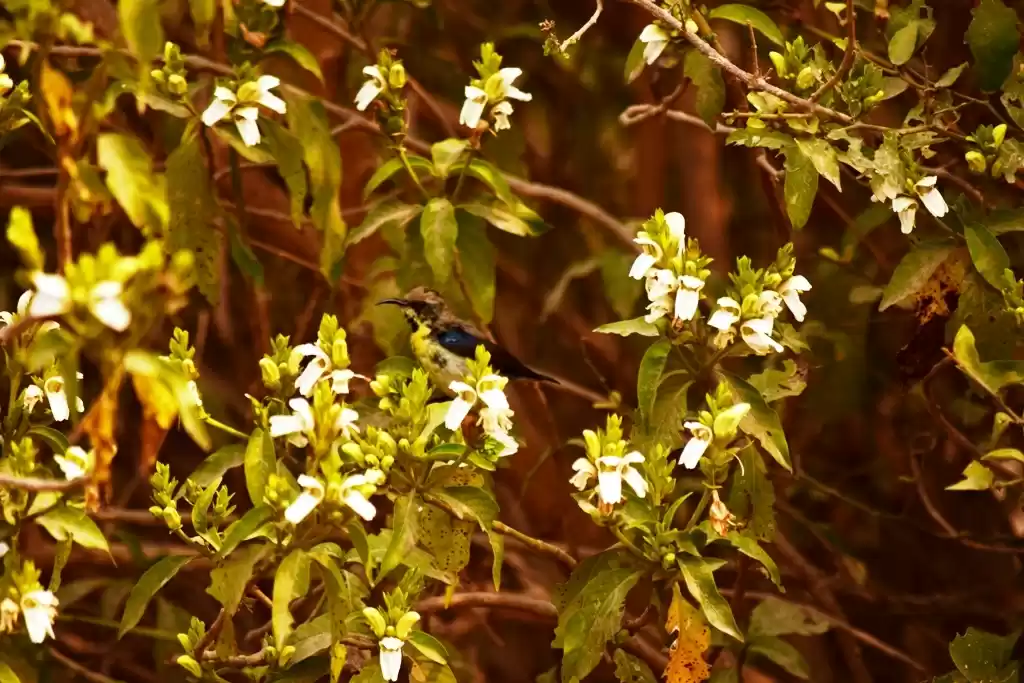 Photo of A day with birds at 