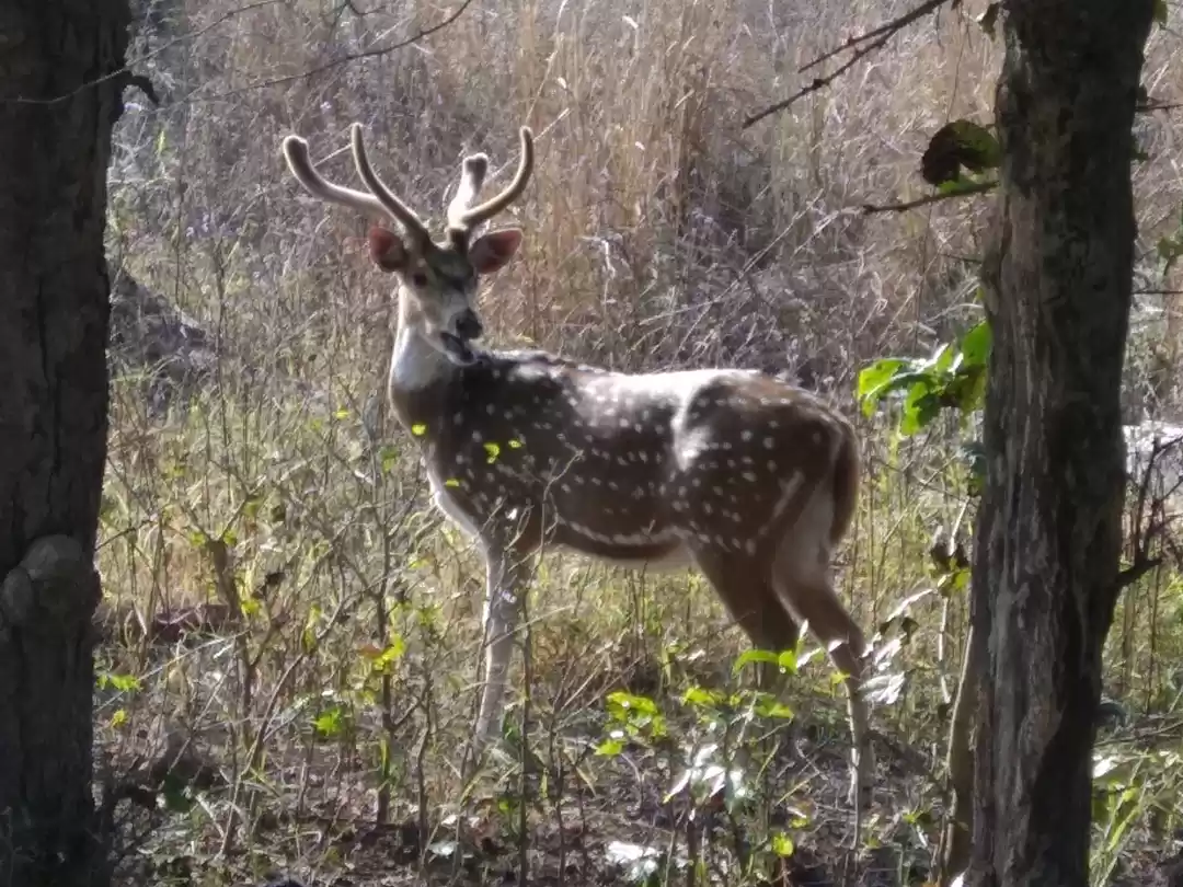 Photo of Rajaji National park