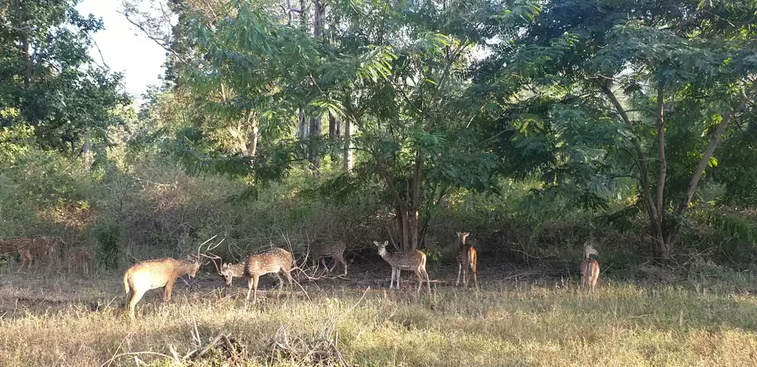 Photo of Bandipur Tiger Reser