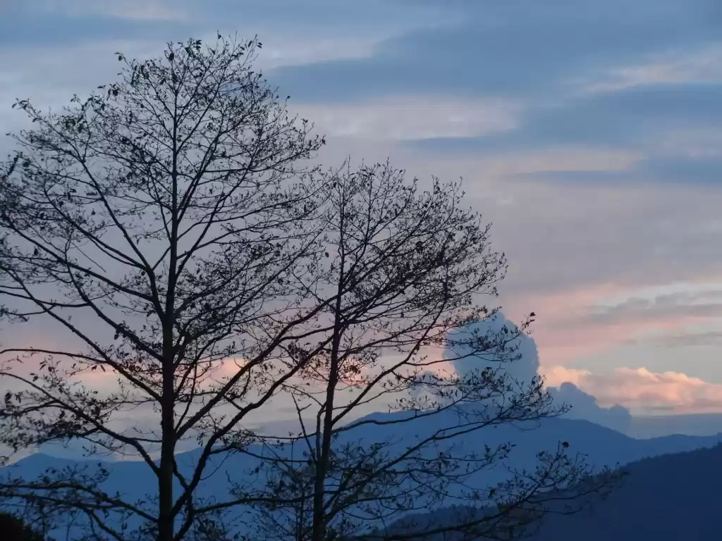 Photo of Through the forest o