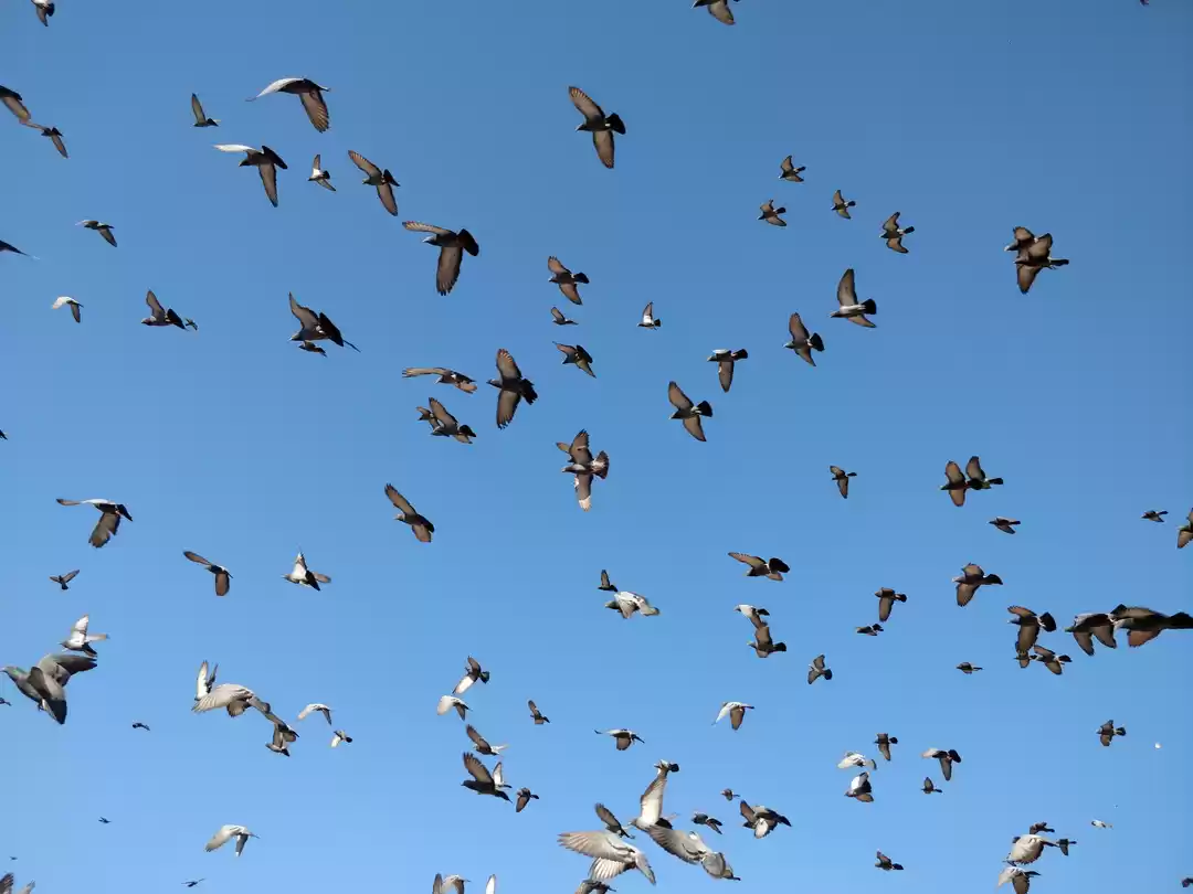 Photo of Kite festival in Jai
