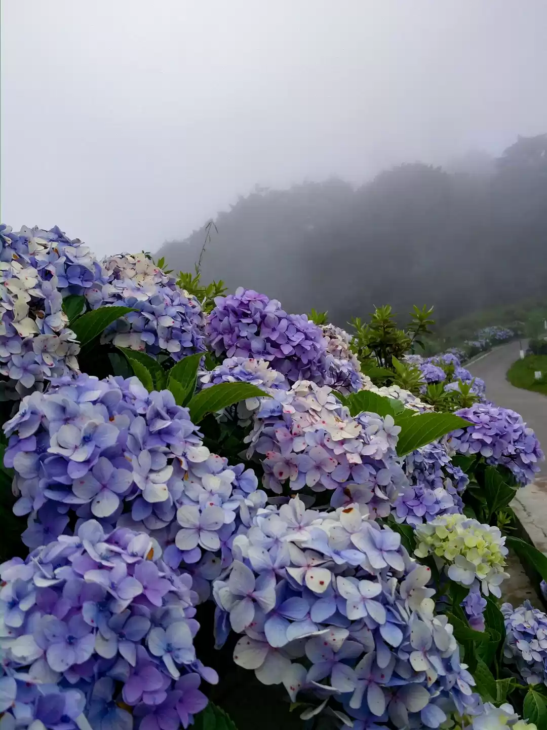 Photo of A quick trip to Kali