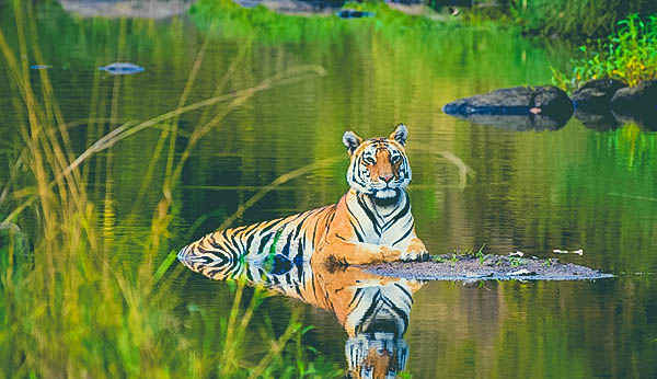 5 Sanctuaries in India That Show The Untamed Side Of Indian Wilderness ...