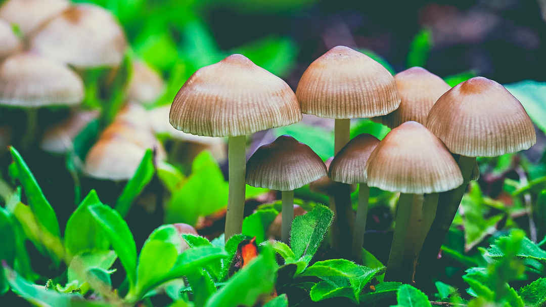 Kodaikanal The Story Unveiled Tripoto