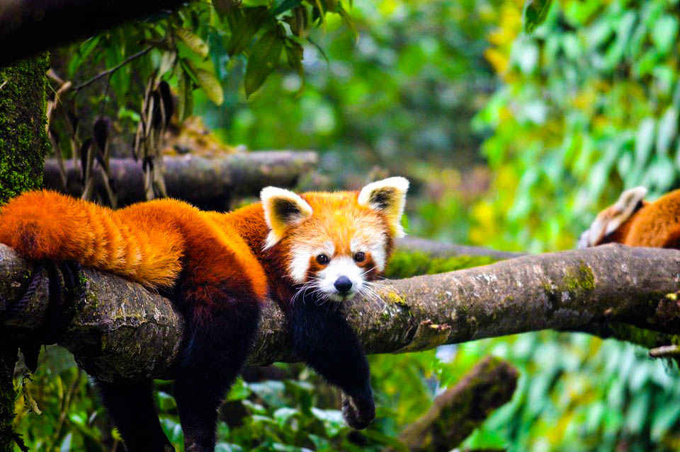 Where To See The Mysterious Red Panda In India | Tripoto
