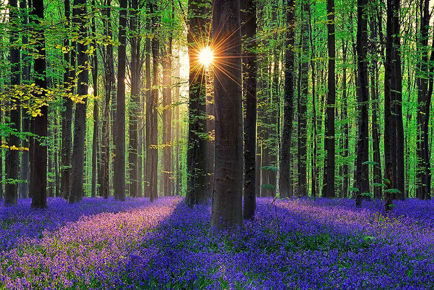 Hallerbos: A magical blue forest near Brussels, Belgium - Tripoto