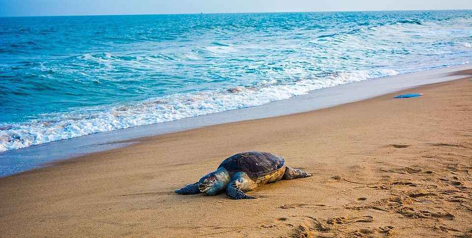 This beach in Odisha is worlds largest nesting ground for endangered