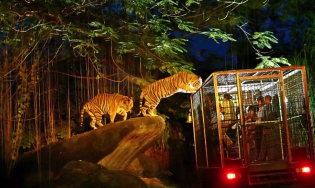 Night Safari Singapore: About Singapore Zoo Night Safari - Tripoto
