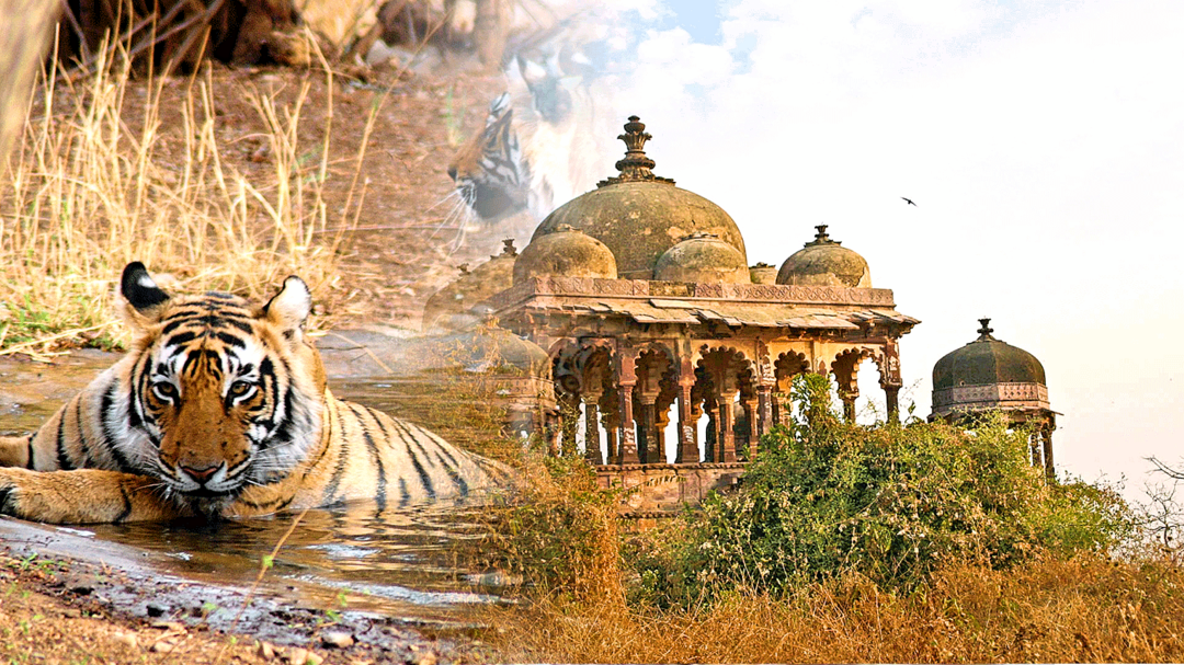 Secrets Of Ranthambore... That Locals Dont Want You To Know Tripoto