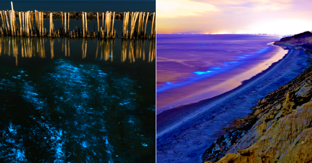 Bioluminescence at Its Beautiful Best at Bangaram Islands in Lakshadweep -  Tripoto