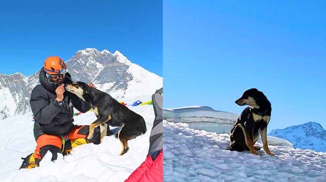 Meet the Nepalese Dog That Climbed 23,000 Feet After Befriending an
