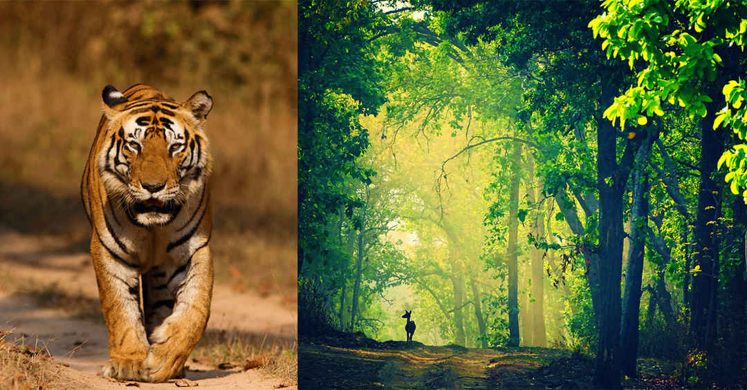 All You Need To Know About Kanha National Park Tripoto