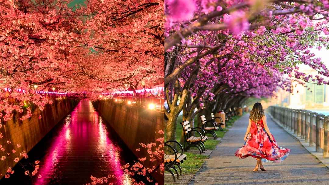 India Hosts its Very Own Cherry Blossom Festivals and Heres How You can Catch Them Tripoto