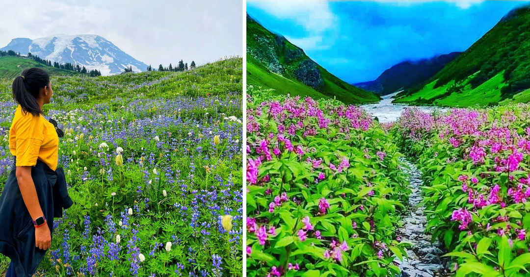 जब महाराष्ट्र में ही मिले फूलों की घाटी के विहंगम नज़ारे तो उत्तराखण्ड  क्यों जाना - Tripoto