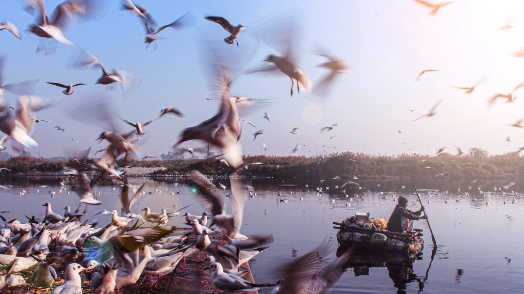 These Are The Best BirdWatching Destinations in India Tripoto