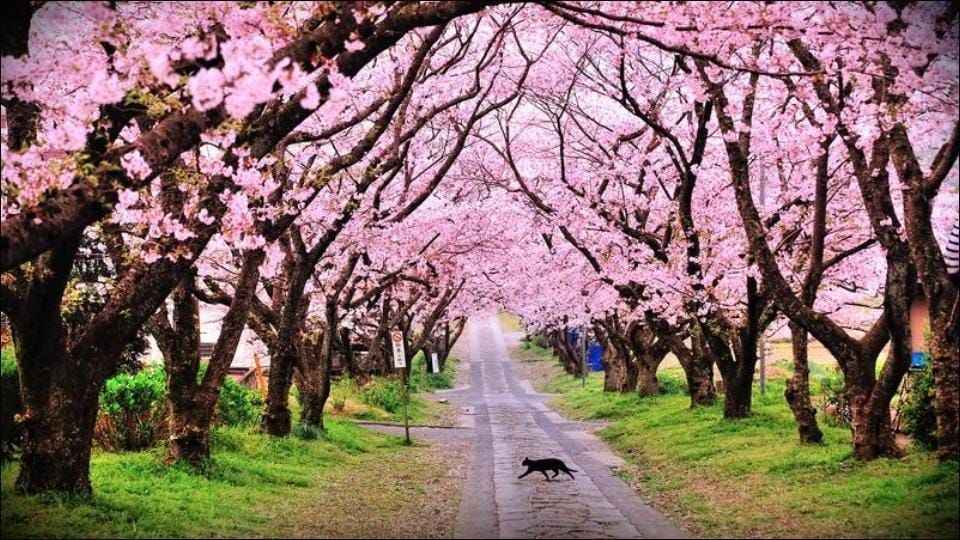 The Tickets To Shillong Cherry Blossom Festival In India Are Now Live