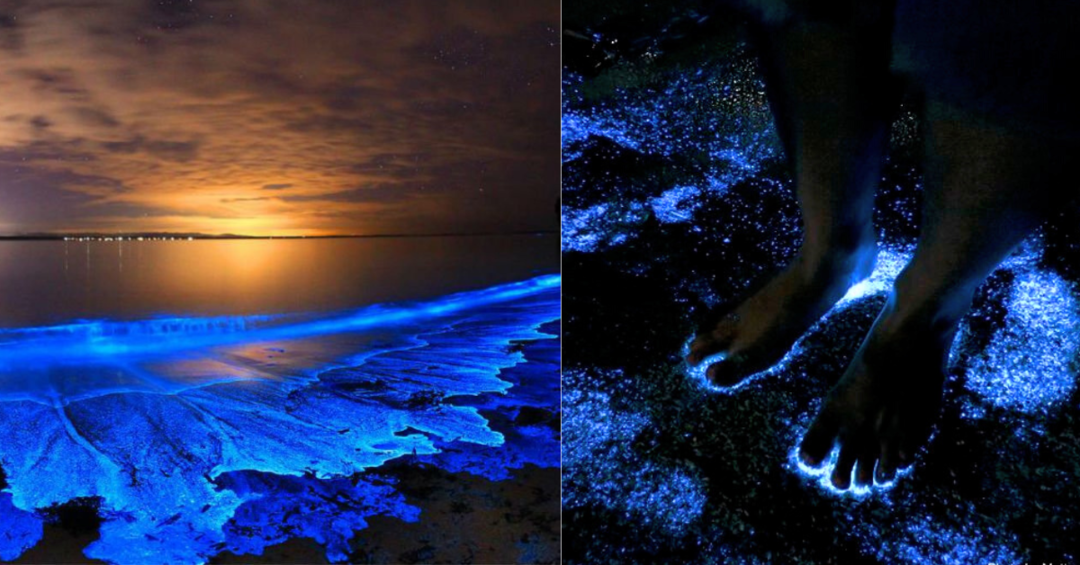 Mattu Beach in Karnataka sparkles due to Bioluminescence at Night - Tripoto